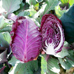 Cabbage Seeds Tinty F1