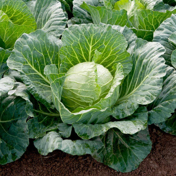 Buy Cabbage Seeds Sunta F1 Online - Green plants & flowering plants