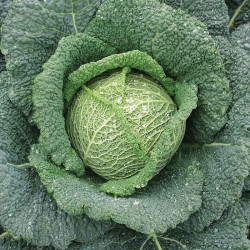 Cabbage Seeds Rigoleto F1