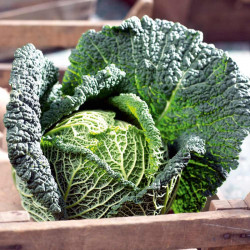Cabbage (savoy) Seeds Preludium F1