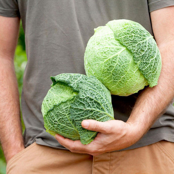 Buy Savoy Cabbage Seeds d'Aubervilliers Online - Green plants & flowering plants Buy Savoy Cabbage Seeds d'Aubervilliers Online - Green plants & flowering plants