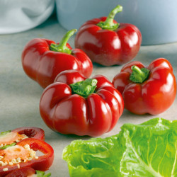 Pepper Seeds Alexander