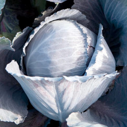 Cabbage Seeds Lodero Red F1