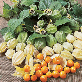 Cape Gooseberry Seeds