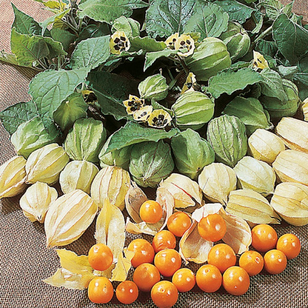 Buy Cape Gooseberry Seeds Online - Green plants & flowering plants Buy Cape Gooseberry Seeds Online - Green plants & flowering plants