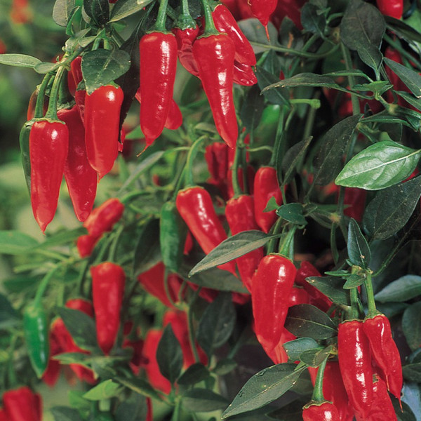 Buy Pepper Chilli Seeds Apache F1 Online - Green plants & flowering plants