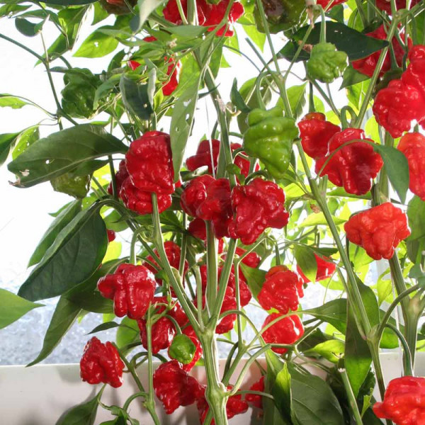 Buy Pepper Chilli Seeds Scotch Bonnet Online - Green plants & flowering plants