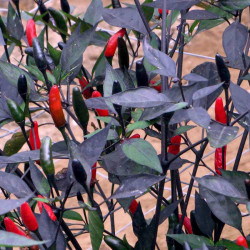 Pepper Chilli Seeds Zimbabwe Black