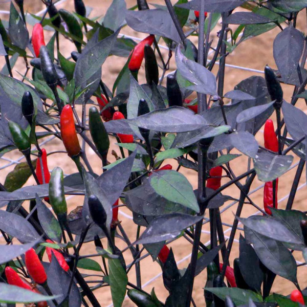 Buy Pepper Chilli Seeds Zimbabwe Black Online - Green plants & flowering plants Buy Pepper Chilli Seeds Zimbabwe Black Online - Green plants & flowering plants