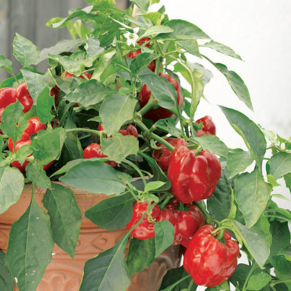 Buy Pepper Seeds Redskin F1 Online - Green plants & flowering plants