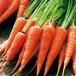 Carrot Seeds Chantenay Red Cored 2
