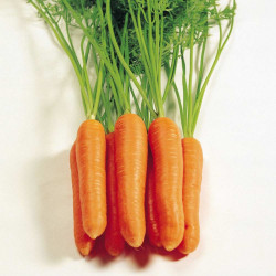 Carrot Seeds Eskimo F1