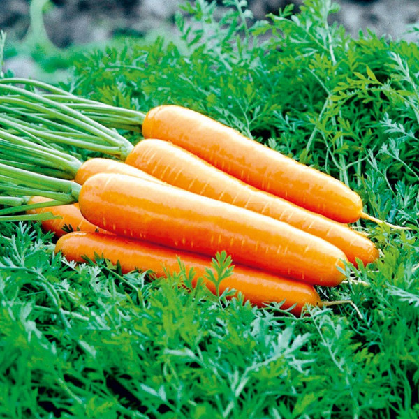 Buy Carrot Seeds Artemis F1 Online - Green plants & flowering plants