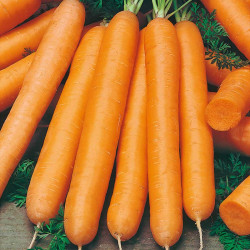 Carrot Seeds Maestro F1
