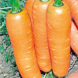 Carrot Seeds Flyaway F1