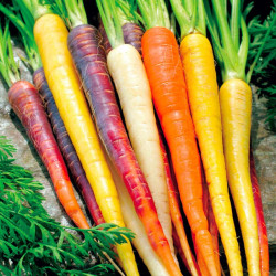 Carrot Seeds Rainbow Mixed