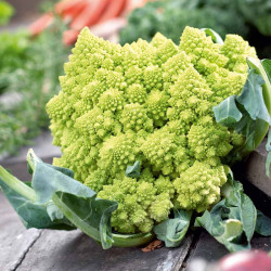 Cauliflower Seeds Celio F1
