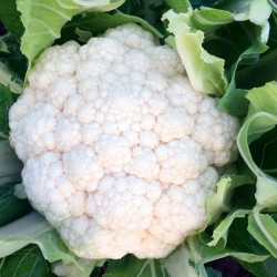 Cauliflower Seeds Zaragoza F1