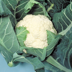 Cauliflower Sees Candid Charm F1