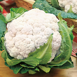Cauliflower Seeds Snowball
