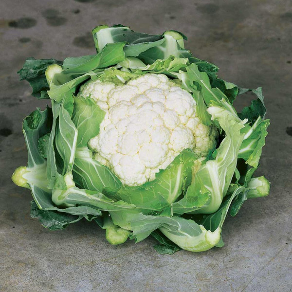 Buy Cauliflower Seeds Clapton F1 Online - Green plants & flowering plants Buy Cauliflower Seeds Clapton F1 Online - Green plants & flowering plants