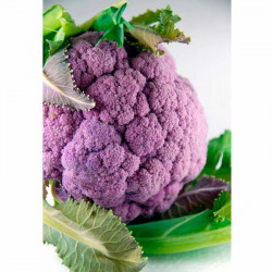 Cauliflower Seeds Di Sicilia Violetto