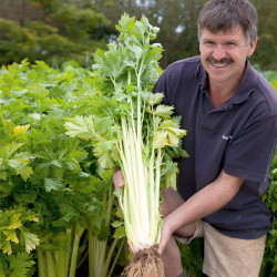 Celery Seeds Loretta