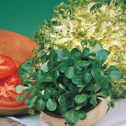 Corn Salad Seeds Large Leaved