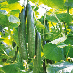 Cucumber Seeds Greenfit F1