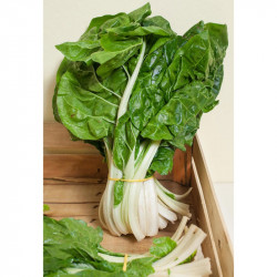 Chard Seeds Barese