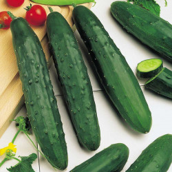 Cucumber Seeds Marketmore