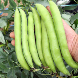 Bean (broad) Seeds Luz De Otono