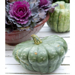 Squash Seeds Queensland Blue