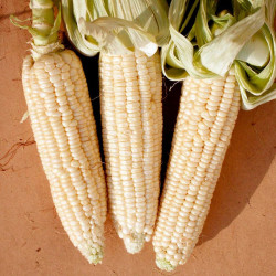 Sweet Corn Seeds Stowells Evergreen