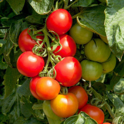 Tomato Seeds Crimson Cocktail F1