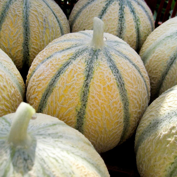 Buy Melon Seeds Edgar F1 Online - Green plants & flowering plants