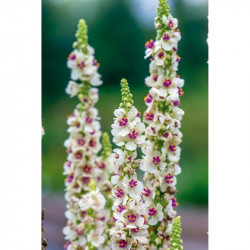 Verbascum Seeds Snowy Spires
