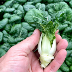 Pak Choi Seeds Macau F1