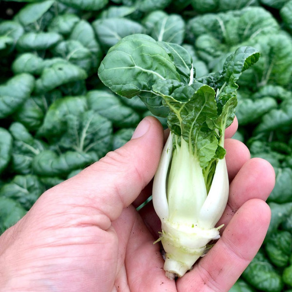 Buy Pak Choi Seeds Macau F1 Online - Green plants & flowering plants Buy Pak Choi Seeds Macau F1 Online - Green plants & flowering plants