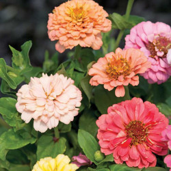 Zinnia Seeds Dobies Florist Pastels Mixed