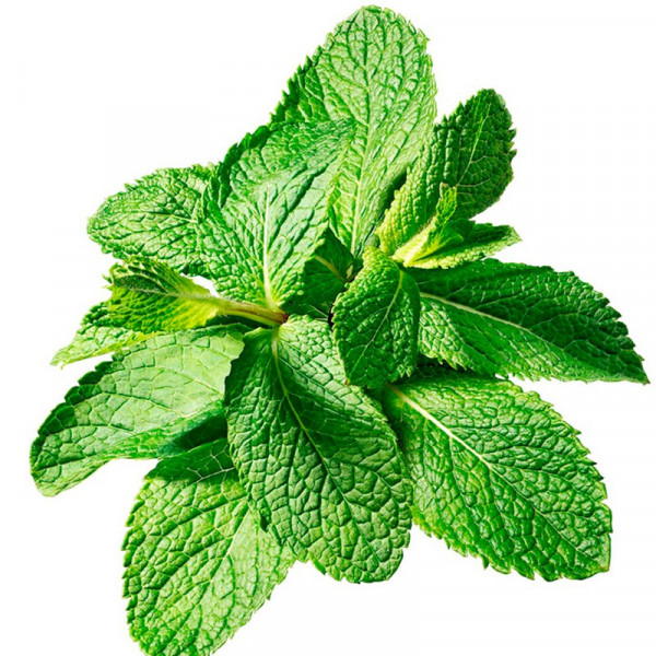 Buy Mint Seeds Online - Green plants & flowering plants Buy Mint Seeds Online - Green plants & flowering plants
