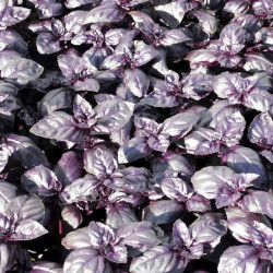 Herb Seeds Basil Summer Surprise