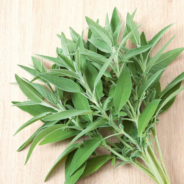 Buy Sage Seeds Online - Green plants & flowering plants