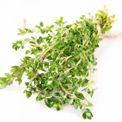 Thyme Seeds