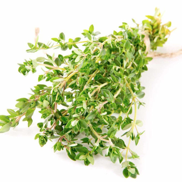 Buy Thyme Seeds Online - Green plants & flowering plants