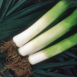 Leek Seeds Toledo