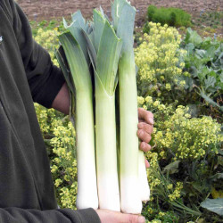 Leek Seeds Sprintan F1