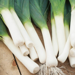 Leek Seeds Below Zero F1