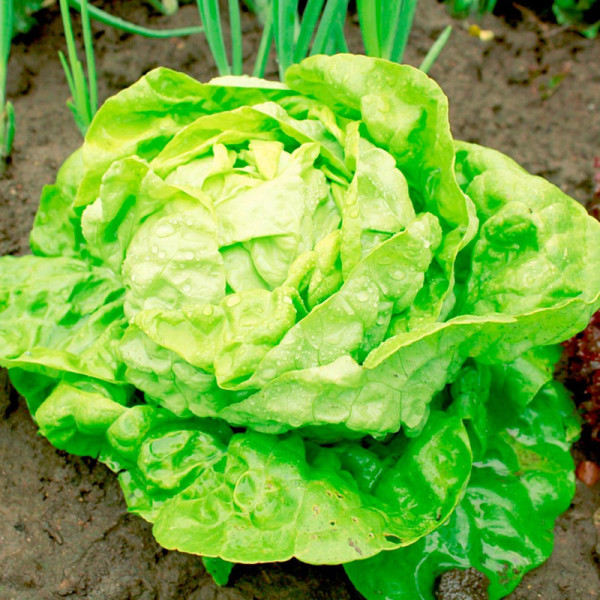 Buy Lettuce Seeds All The Year Round Online - Green plants & flowering plants Buy Lettuce Seeds All The Year Round Online - Green plants & flowering plants