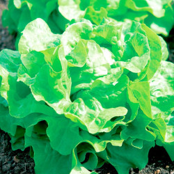 Lettuce Seeds Buttercrunch